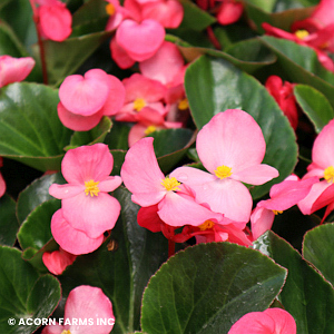 BEGONIA WHOPPER ROSE GRN LEAF