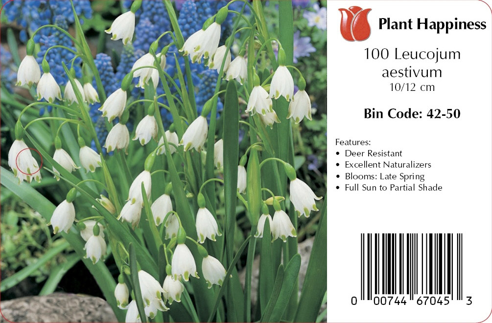 LEUCOJUM GIANT SNOWDROP