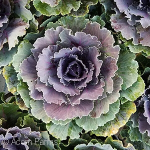 KALE SONGBIRD ASSORTED