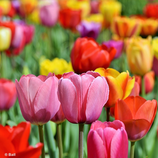 TULIP DARWIN HYBRID MIX