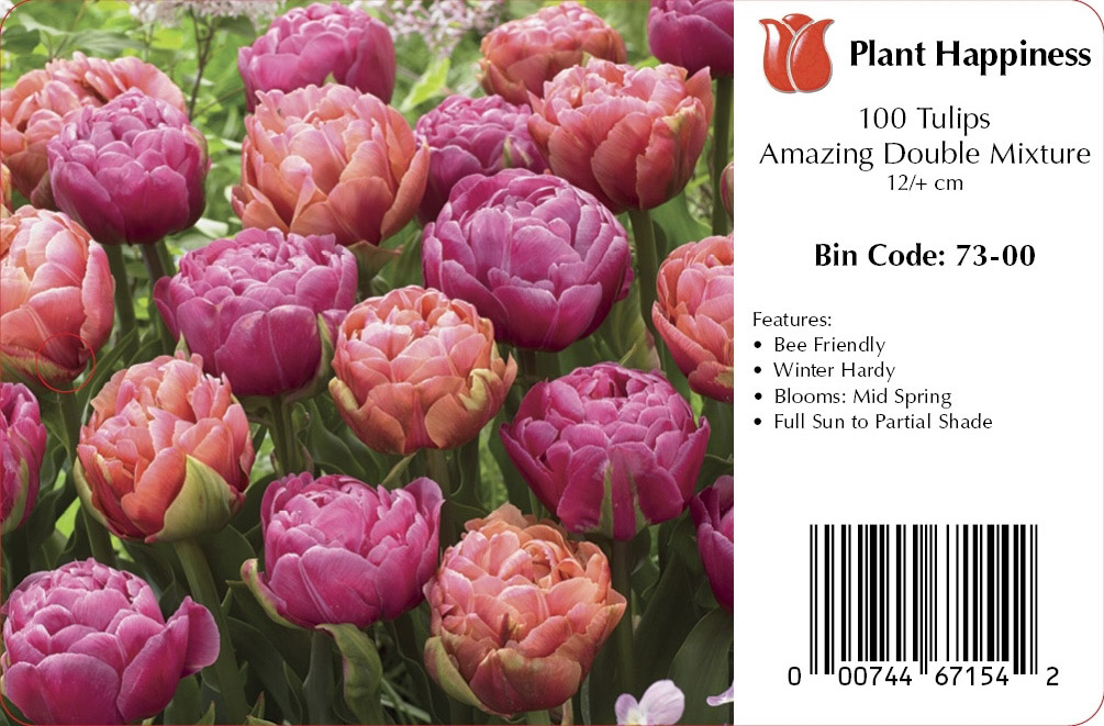 TULIP AMAZING DOUBLE MIX