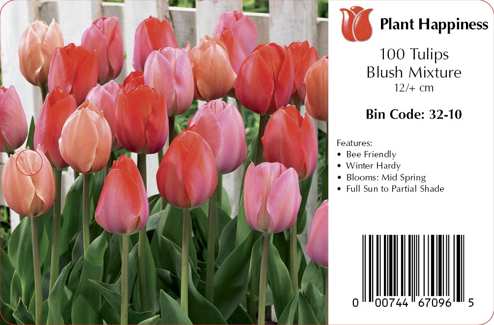 TULIP BLUSH MIX