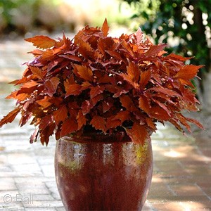 COLEUS FLAMETHROW HABANERO