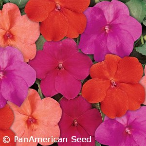 IMPATIENS MIX