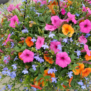 ANNUAL HANGING BASKET SUN