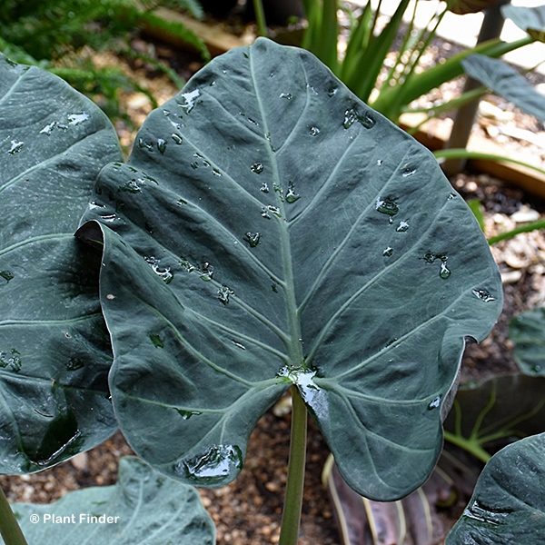 ALOCASIA REGAL SHIELDS