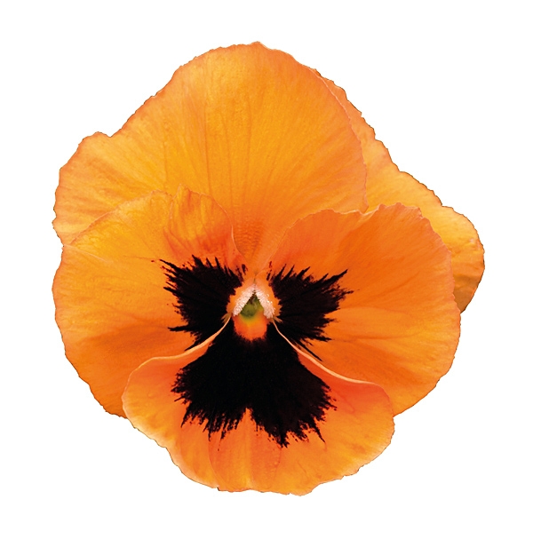 PANSY ORANGE BLOTCH