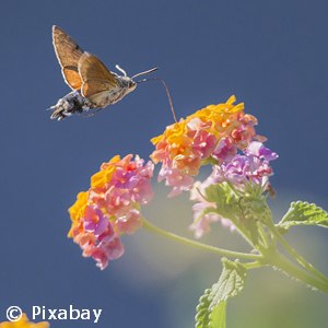 LANTANA GENERIC