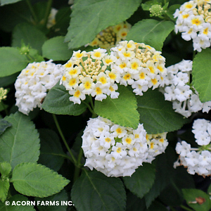 LANTANA LANDMARK WHITE