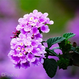 LANTANA PURPLE