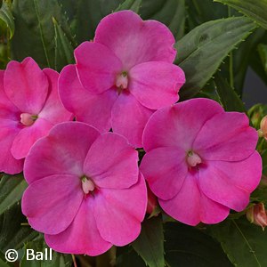 SUNPATIENS LILAC