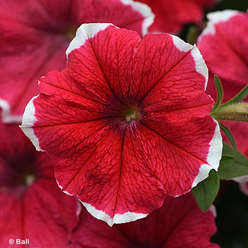 PETUNIA HL STRAWBERRY PICOTEE