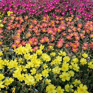 PORTULACA PAZAZZ NANO PINK