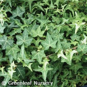 HEDERA HELIX THORNDALE