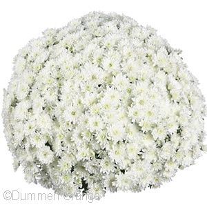 CHRYSANTHEMUM FAIR WHITE