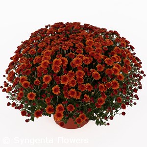 CHRYSANTHEMUM MIRANDA ORANGE