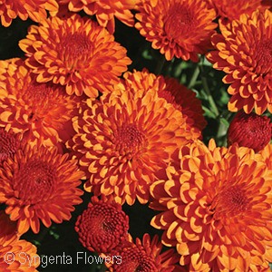 CHRYSANTHEMUM HAILEY ORANGE