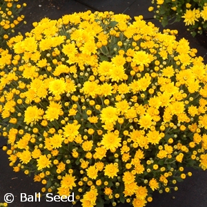 CHRYSANTHEMUM SUNDANCE YELLOW