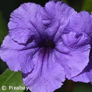 PETUNIA BLUE