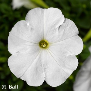 PETUNIA WHITE