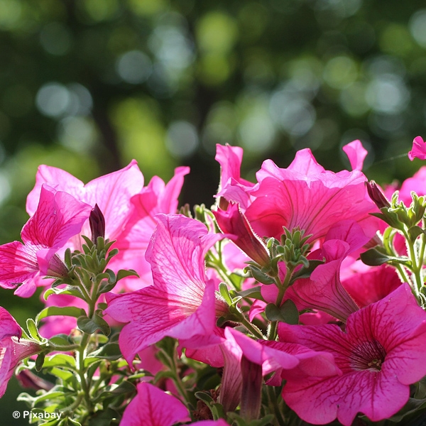 PETUNIA PINK