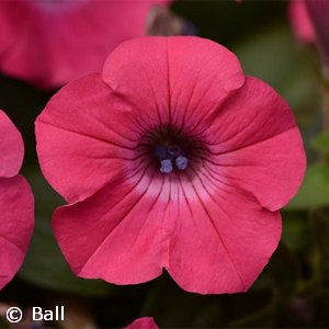 PETUNIA TIDAL WAVE HOT PINK