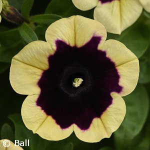 PETUNIA HL SATURN DARK