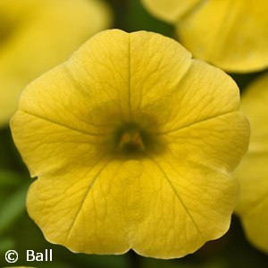 PETUNIA YELLOW