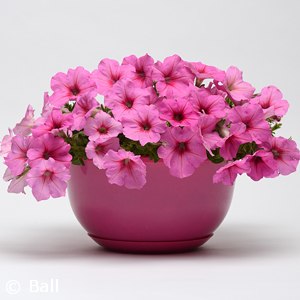 PETUNIA EASY WAVE PINK PASSION