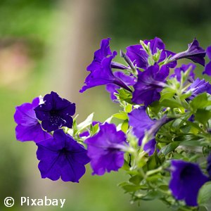 PETUNIA WAVE PURPLE