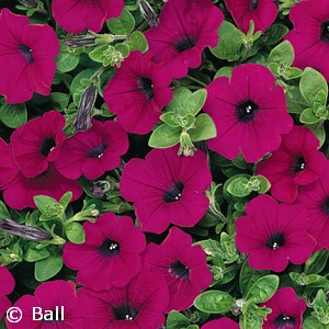 PETUNIA WAVE MIX