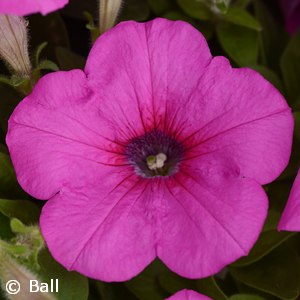 PETUNIA EASY WAVE NEON ROSE