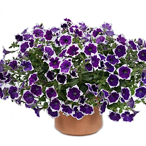 PETUNIA CASCADIAS RIM VIOLET