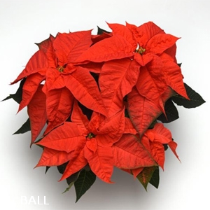 POINSETTIA ORANGE