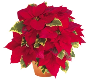 POINSETTIA TAPESTRY