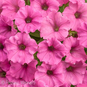 SUPERTUNIA MINI VISTA HOT PINK