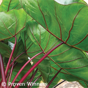 COLOCASIA HAWAIIAN PUNCH