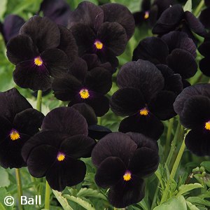 VIOLA BLACK