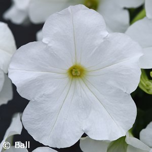 PETUNIA EASY WAVE WHITE