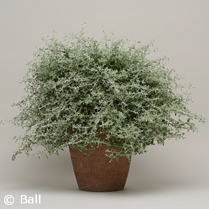 HELICHRYSUM SILVERSTAR