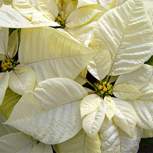 POINSETTIA WHITE