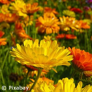 CALENDULA ASSORTED