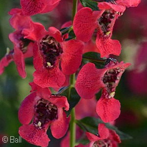 ANGELONIA ARCHANGEL CHERRY RED