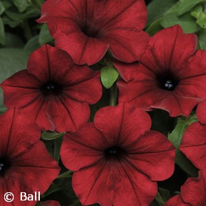 PETUNIA TIDAL WAVE RED VELOUR