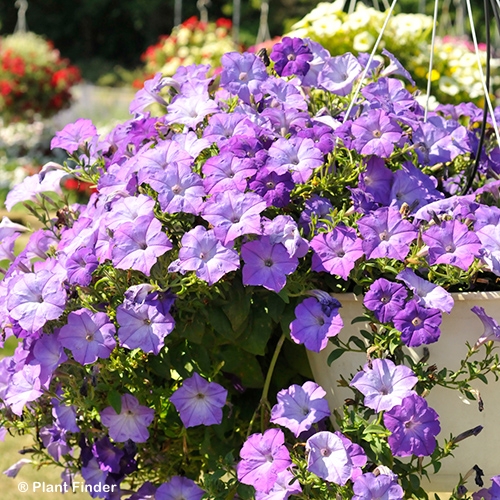 PETUNIA EASY WAVE LAV BLUE SKY