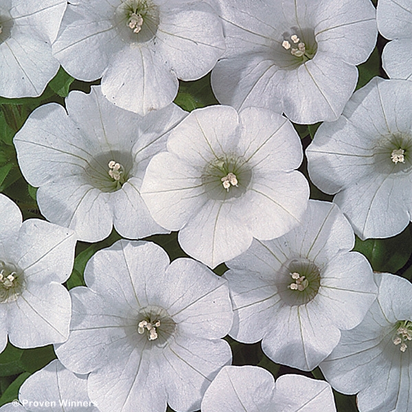 PETUNIA BLANKET WHITE