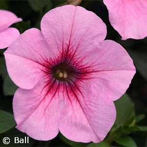 PETUNIA HL PINK VEIN