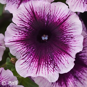 PETUNIA HL BLACKBERRY VEIN