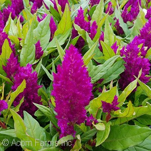 CELOSIA FIRST FLAME PURPLE