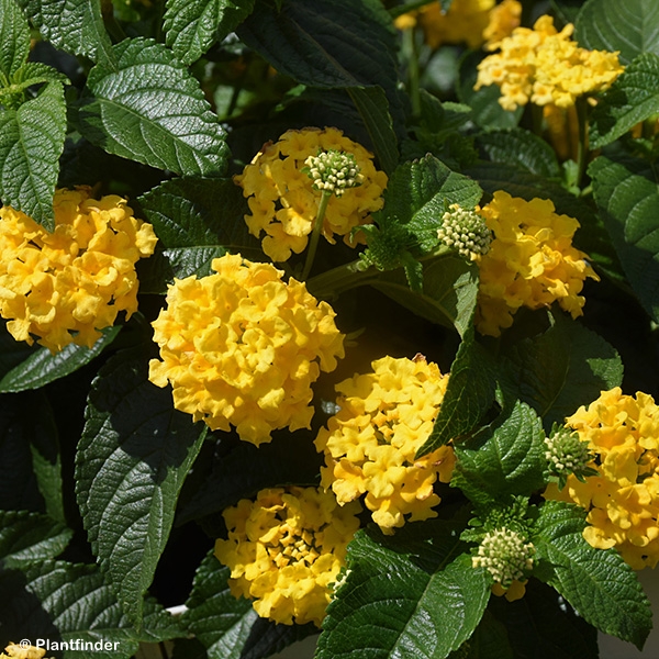 LANTANA LUCKY YELLOW